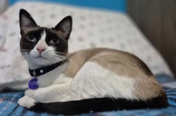 Se busca: Gata Snowshoe tímida en Naucalpan