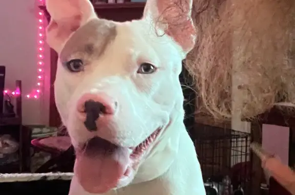 Lost Dog: White with Brown Pat...