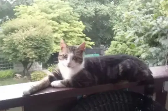 Lost Cat: Unique Markings, New Kensington