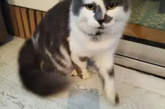 Animaux trouvés Smarves, photo: Chat trouvé rue de la Fusellerie, Smarves