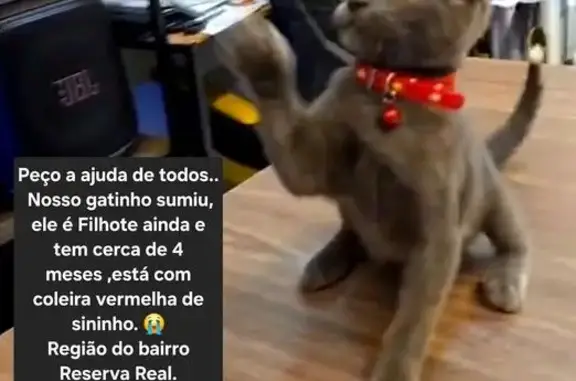 gato desaparecida