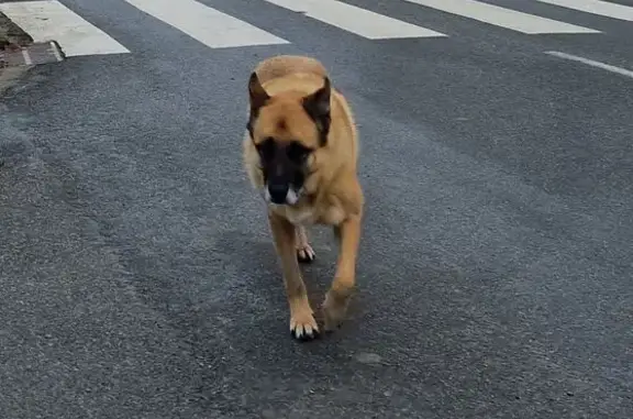 Animaux trouvés , photo: Malinois fauve-noir trouvé à Merckeghem