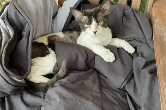 Lost Devon Rex Cat: Wilson St, Sydney