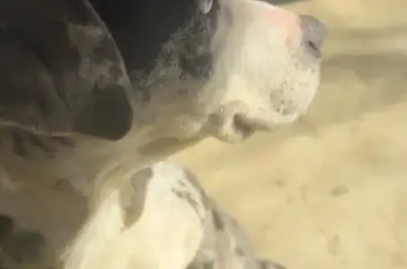 Found Oreo-Colored Dog: Sweet...