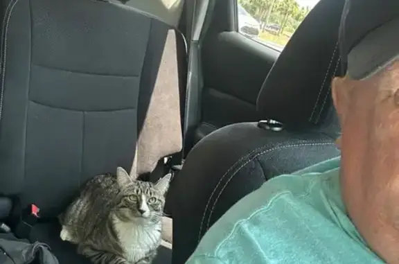 Lost Cat: Gray with Stripes in Clermont