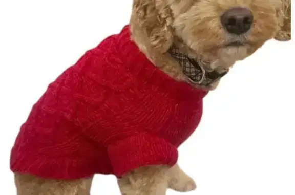 Lost Dog: Tan Coat, Red Sweater, North Oaks