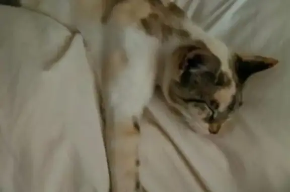 Lost Cat: White & Spotted on Chantecler Ave