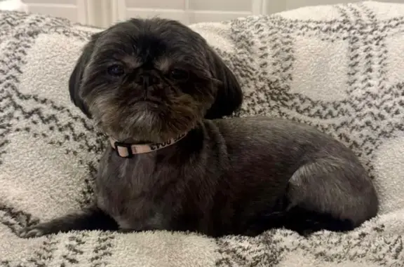 Lost Black Dog: Pink Collar, East Cowden