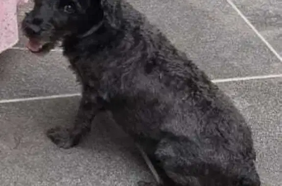 Perra perdida: necesita medica...