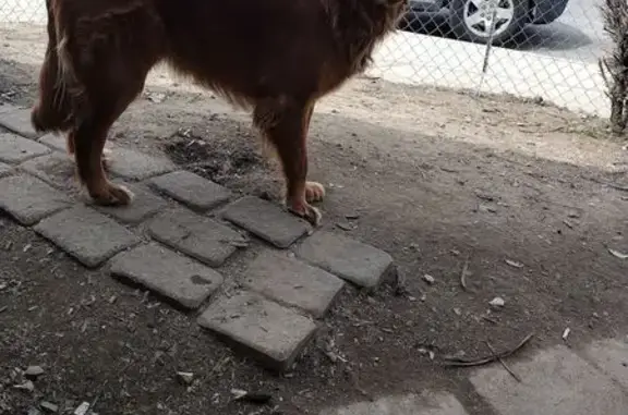 Lost pets Columbus, photo: Lost Red Golden Retriever in Columbus