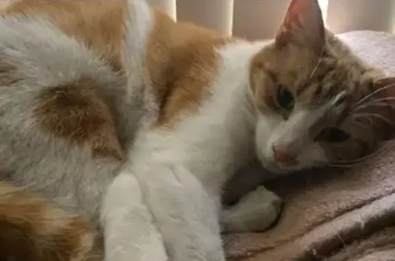 Lost Cat: Ginger & White in Victoria Park