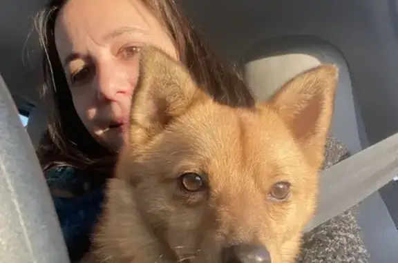 Animaux trouvés Bourgogne-Franche-Comté, photo: Chien trouvé à Brannay, très gentil