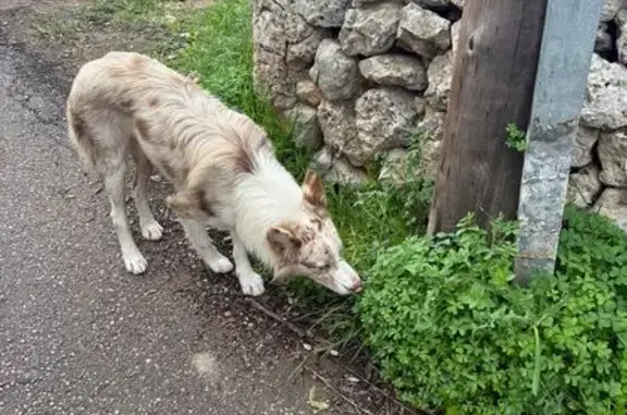 Perro encontrado , foto: Perro Hallado en Llubí: Aviso a la Policía