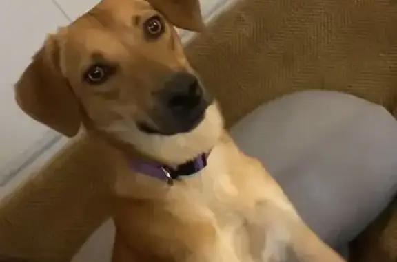 Lost Dog: Light Brown, Purple Collar