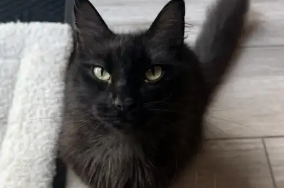 Lost Cat Wiggy: Fluffy, Bow-Tied & Friendly