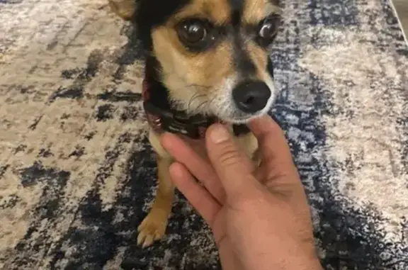 Lost Chihuahua: Blind, Pink Collar, Emery UT