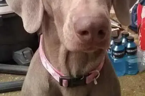 Lost Gray Weimaraner, 9, West 21st St