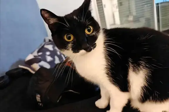 Chatte perdue, noire et blanche, Septèmes - photo