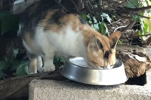 Jeune chatte tricolore trouvée à Nice - photo
