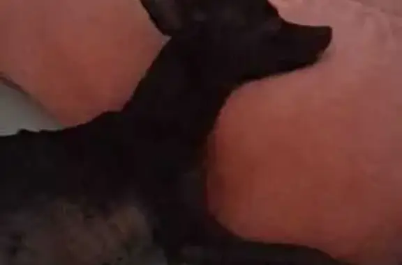 cachorro desaparecida