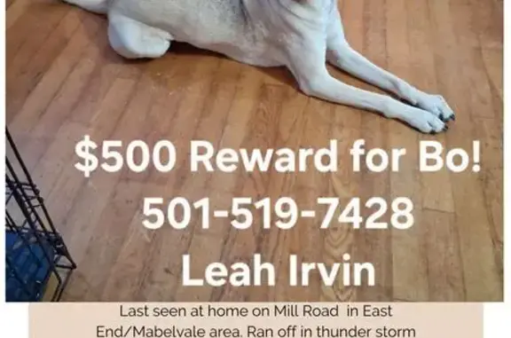 Lost Tan & Black Dog: Help Us Find Him!