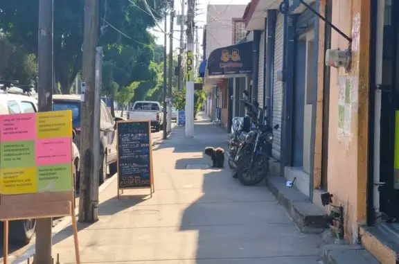 Perro encontrado Guadalajara, foto: Perro Negro con Suéter Verde Perdido en GDL