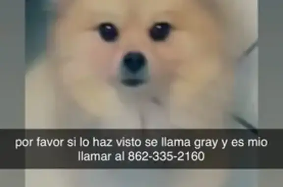 Lost Dog: Gray & Yellow in Miami