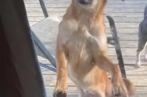 Lost Golden Puppy: Purple Collar, AR