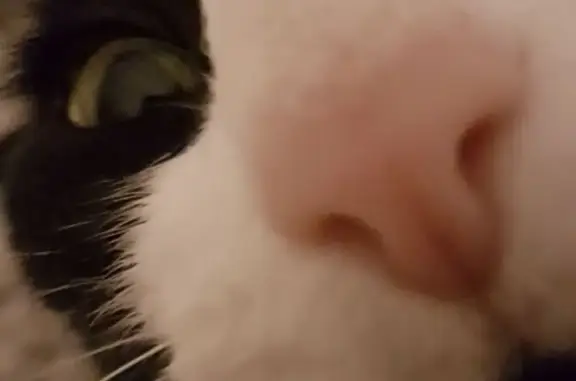 Missing cat , photo: Lost Tuxedo Cat Sophia in Rosewater