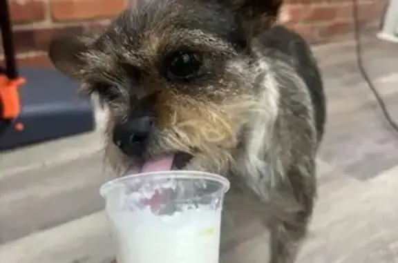 Lost Small Dog: Brown, Black & White