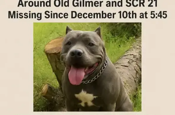 Lost XL Bully: Dark Blue with White Spot