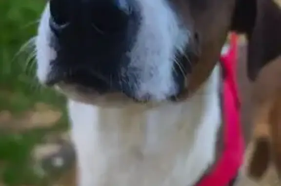 Perro Perdido: Joven Canela y Blanco en Gelves - photo