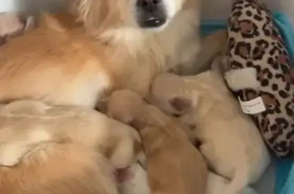 Lost Dog: New Mom, Friendly but Shy