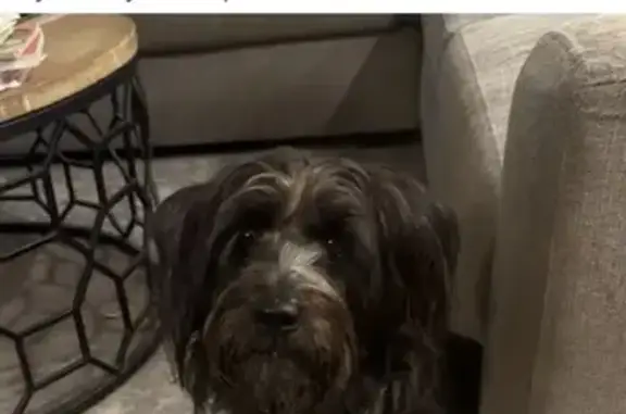 Missing dog Charleston, photo: Lost Black Terrier on Folly Rd, 580