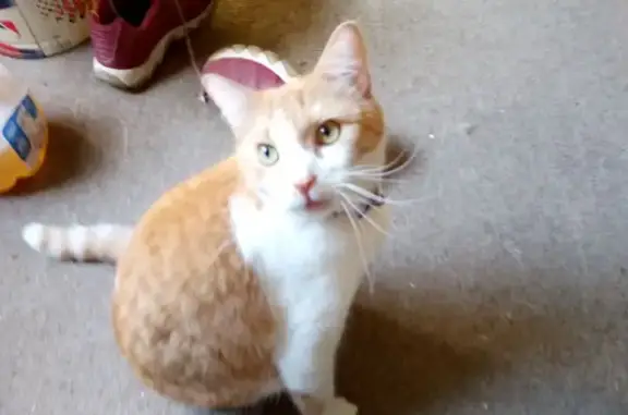 Lost Orange & White Cat on Maple St.