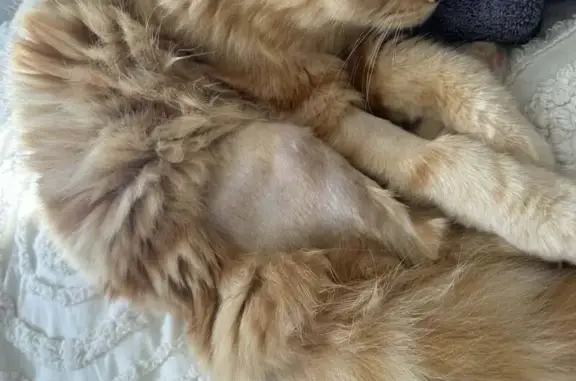 Help Find Simba: Friendly Ginger Tabby