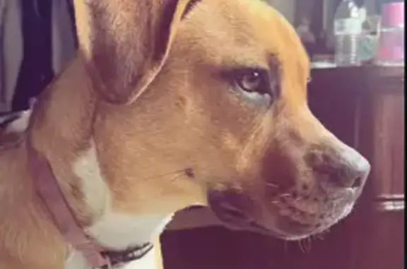 Lost Dog Near Shellabarger St: Call Now!