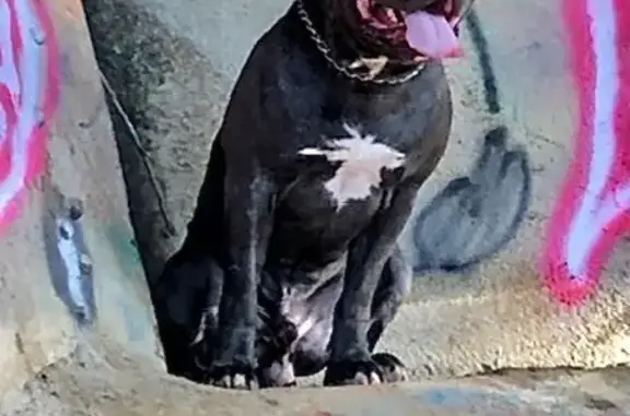 Lost XL American Bully in Taylorsville