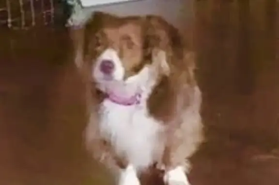 Lost Shy Spaniel Mix - Citrus Heights