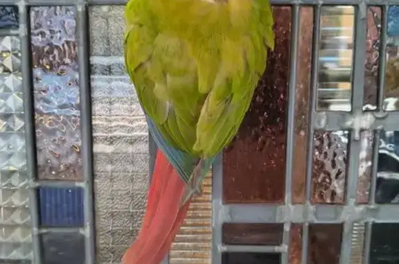 Found pets , photo: Friendly Bird Lands on Melbourne Resident