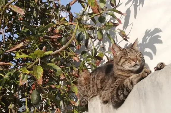 Lost Tabby Cat: Help Us Bring Him Home!