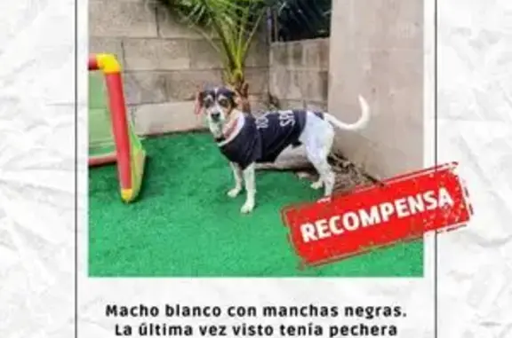 Perro perdido: Manchas negras...