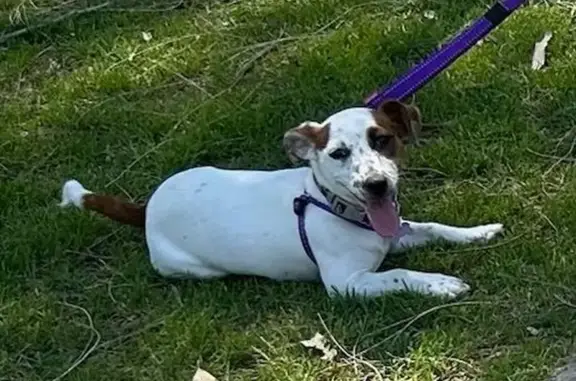 Lost Dog: Pink Collar in Newcastle