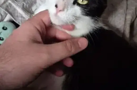 Missing cat Adelaide, photo: Lost Cat: Black & White, Blue Collar