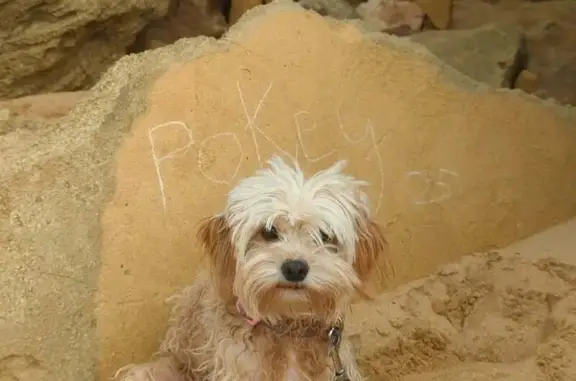 Missing dog , photo: Lost Small Dog in Ballarat: No Collar