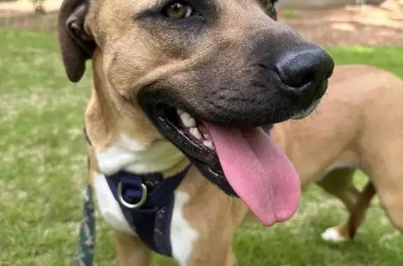 Lost Dog in Verona Island, Maine