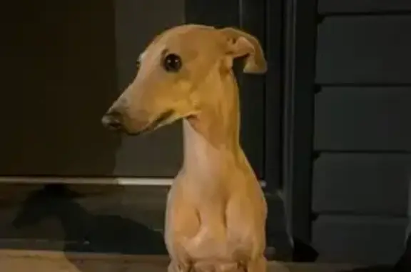 Chien perdu à Saint-Étienne-de-Montluc - photo