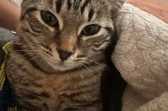 Missing cat , photo: Help Find Moosh Moosh: Lost Tabby Cat