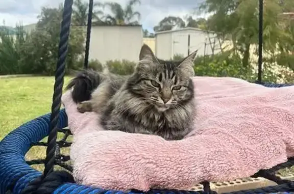 Lost 3-Year-Old Tabby in Kwinana
