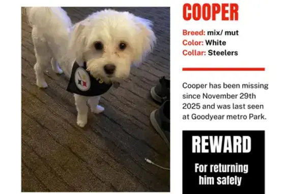 Lost White Dog: Cooper in Akron, OH
